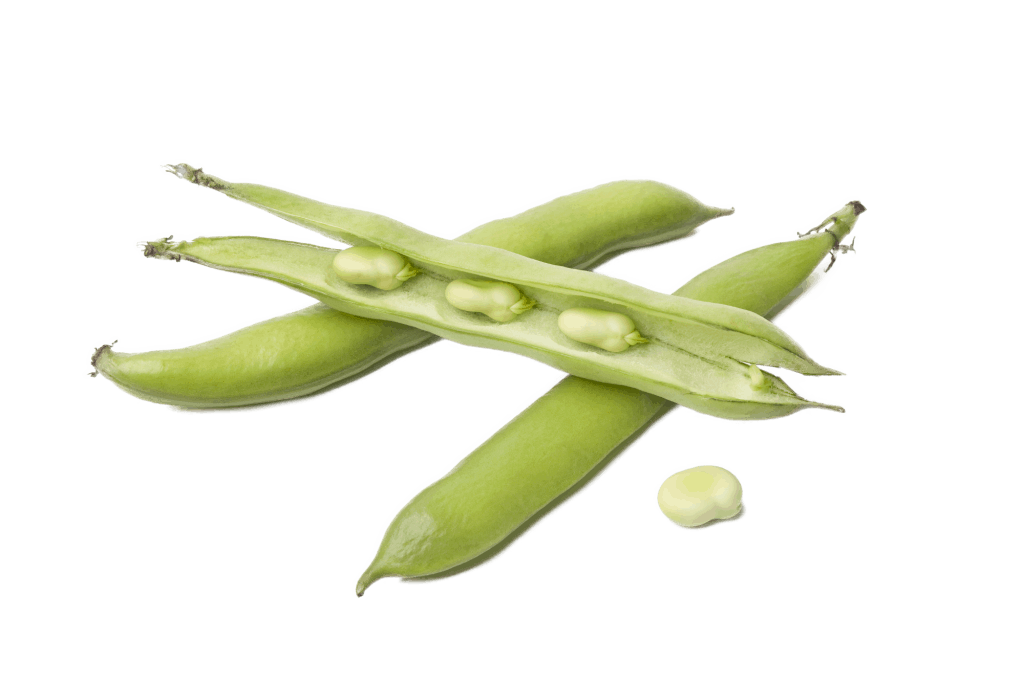 Bild Ackerbohnenmehl auch in Joghurt – Forum – G6PD-Mangel / Favismus